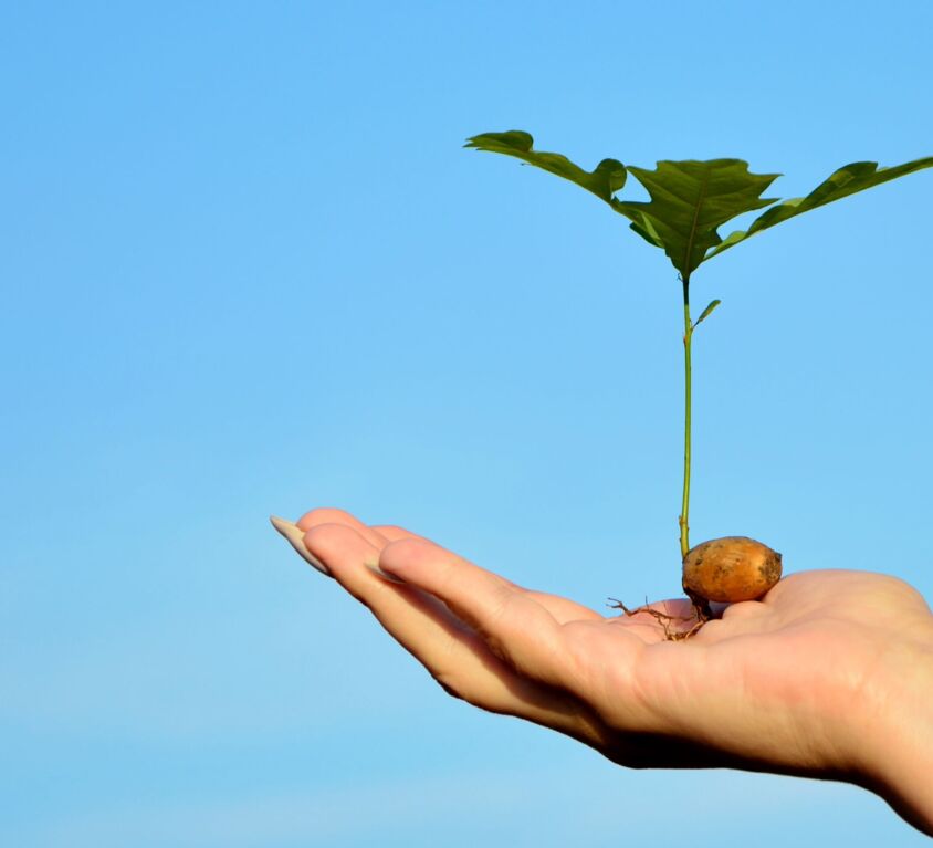 Young oak sprout on the palm on background of blue sky